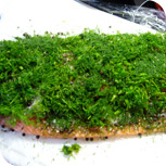 Graved Lachs - Lachs mit Dill
